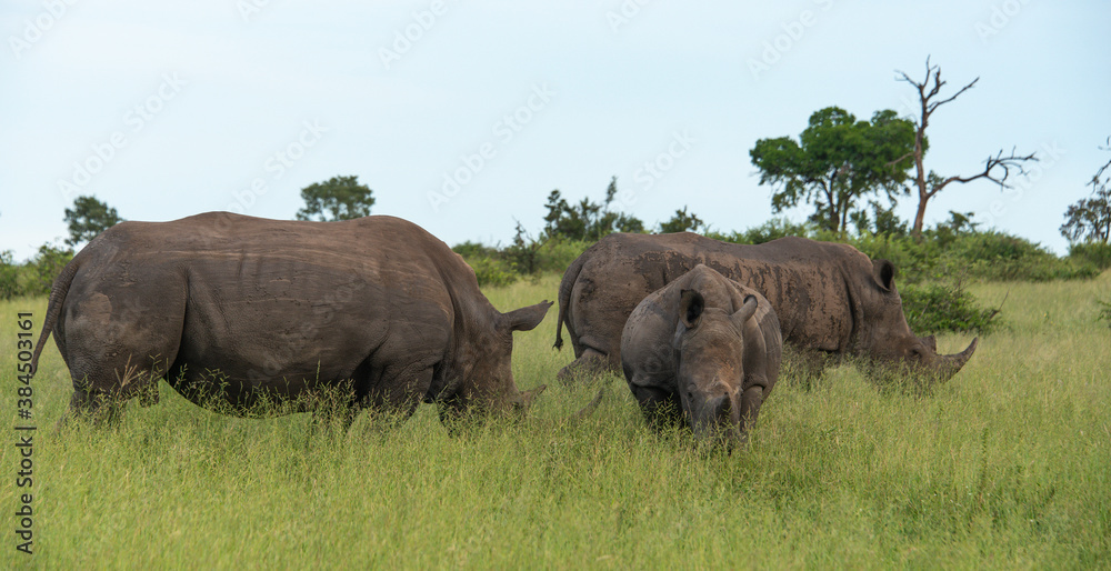 Obraz premium Rhinocéros blanc, white rhino, Ceratotherium simum, Parc national Kruger, Afrique du Sud
