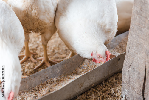 Chickens in the pen. Domestic bird. Chickens eat grain. Agriculture. Breeding chickens. Clean meat