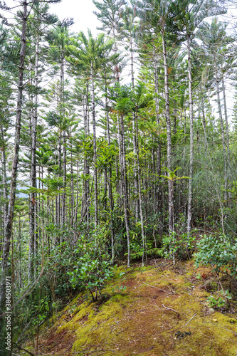 Hoop pine, Waahila Ridge, Forests of Oahu, Hawaii