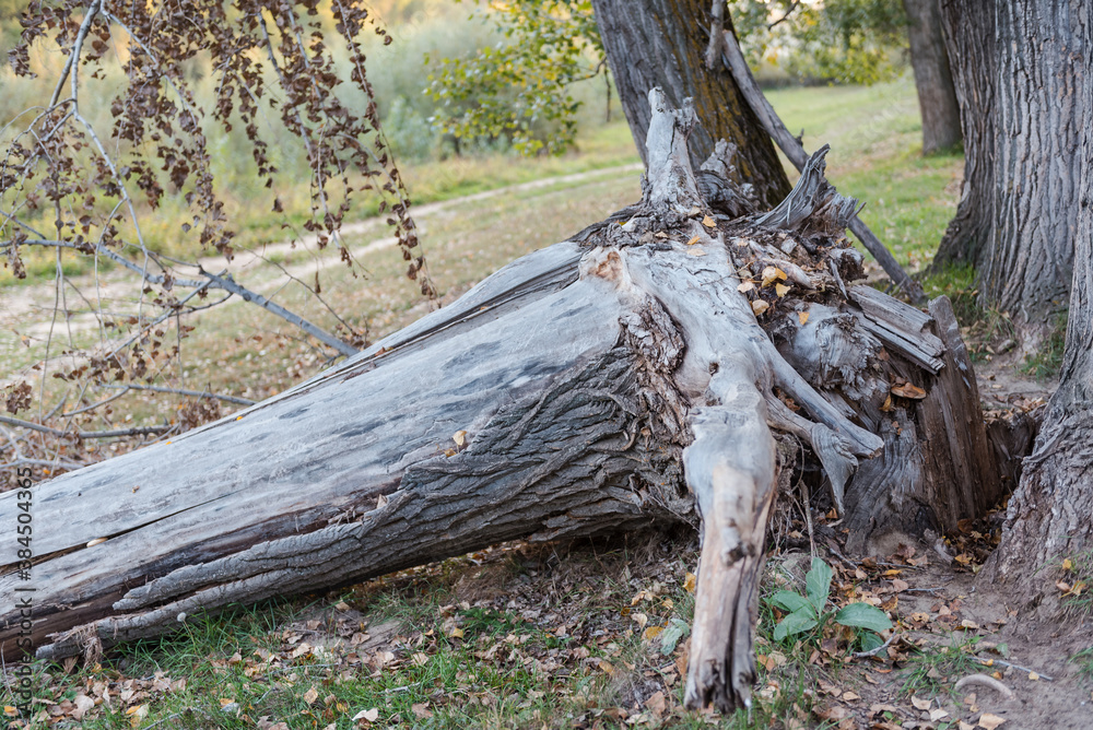 The firewood is lying. Old Drava close up. Heat the stove with wood. Boards are like firewood. Agriculture. Village life. The firewood is lying. Old Drava close up. Heat the stove with wood. Boards are like firewood. Agriculture. Village life.