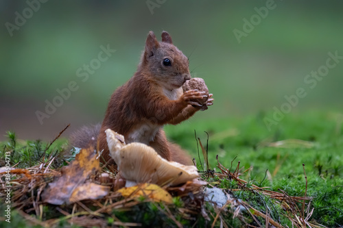 Cute hungry Red Squirrel (Sciurus vulgaris) eating a nut in an forest covered with colorful leaves and mushrooms. Autumn day in a deep forest in the Netherlands. Beautiful Christmas card. 