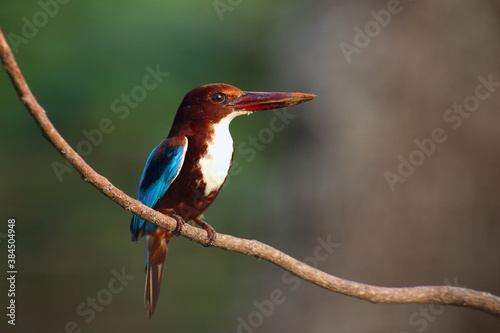 The white-throated kingfisher (Halcyon smyrnensis) also known as the white-breasted kingfisher or Smyrna kingfisher sitting on the branch with a colored background. photo