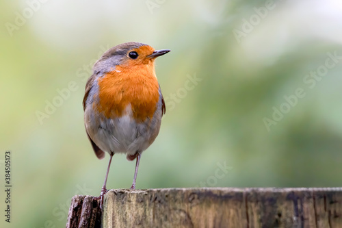 European Robin (Erithacus rubecula) on a tree trunk in the forest of Noord Brabant in the Netherlands.  © Albert Beukhof