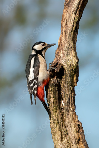 Great Spotted Woodpecker ( Dendrocopos major) in a tree in the forest of Noord Brabant in the Netherlands. Green background. © Albert Beukhof