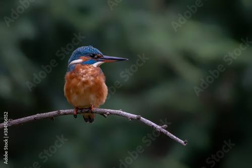 Common Kingfisher (Alcedo atthis) sitting on a branch above a pool in the forest in the Netherlands. Dark green background. Copy space. © Albert Beukhof