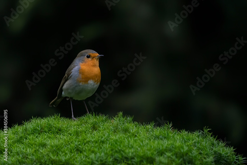European Robin (Erithacus rubecula) in the forest of the Netherlands. Copy space. Dark background. © Albert Beukhof