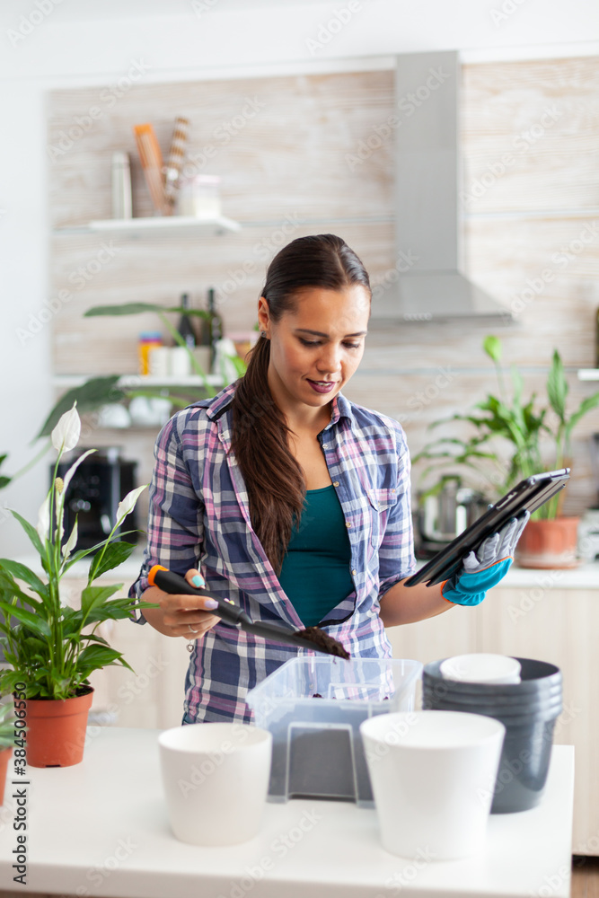Woman checking soil for flowers during home gardening and holding tablet pc. Decorative, plants, growing, lifestyle, design, botanica, dirt, domestic, growh, leaf, hobby, seeding, appy, green.
