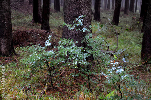 protection of deciduous trees in the forest from the entry of game deer bite buds. Protection by spraying with white repellents, fencing with high forest mesh or plastic tube-shaped protectors. photo