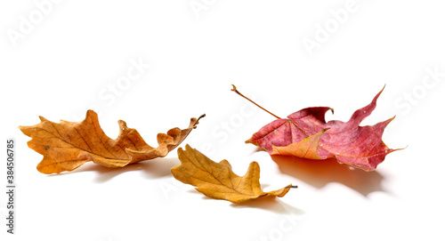 Fallen Oak and maple leaves isolated on white background