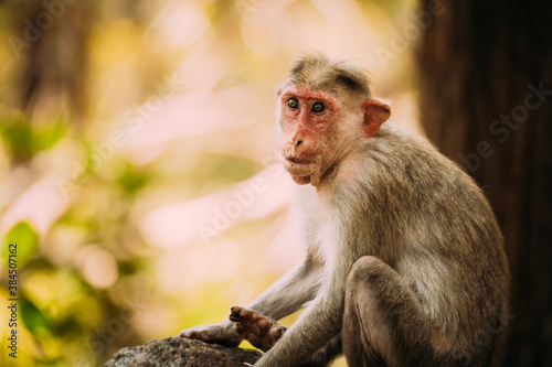 Goa, India. Old Bonnet Macaque Monkey - Macaca Radiata Or Zati. Close Up Portrait