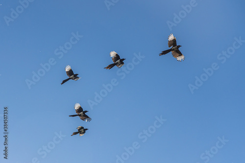 A flock of magpies with light wings is flying on the blue sky background photo