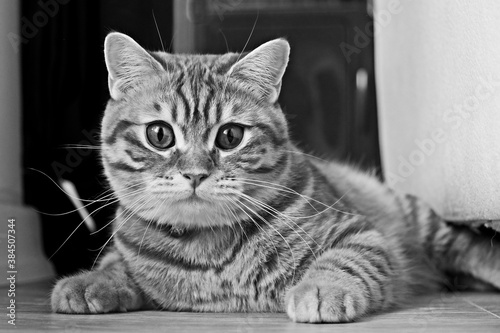 british short hair cat © serkan