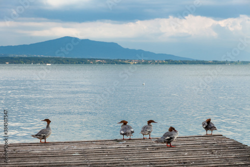 Harle bièvre sur un ponton au bord du lac Léman à Nyon, Suisse