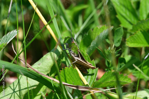 Green Meadow Grasshopper hidden in the green grass 