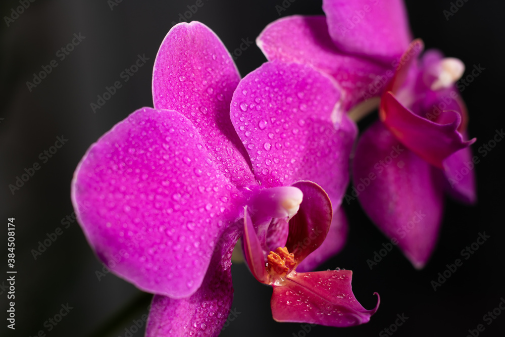 Close up view of beautiful orchid flowers in bright magenta color. Phalaenopsis orchid cultivation at home.Blooming Phalaenopsis with water drops on petals Close up view of beautiful orchid flowers in bright magenta color. Phalaenopsis orchid cultivation at home.Blooming Phalaenopsis with water drops on petals