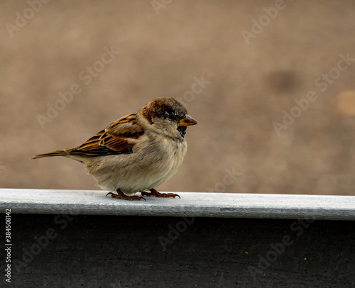 Common house sparrow looking for food, close up.