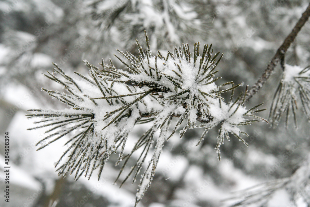 Snow on top of the fir tree branch Snow on top of the fir tree branch