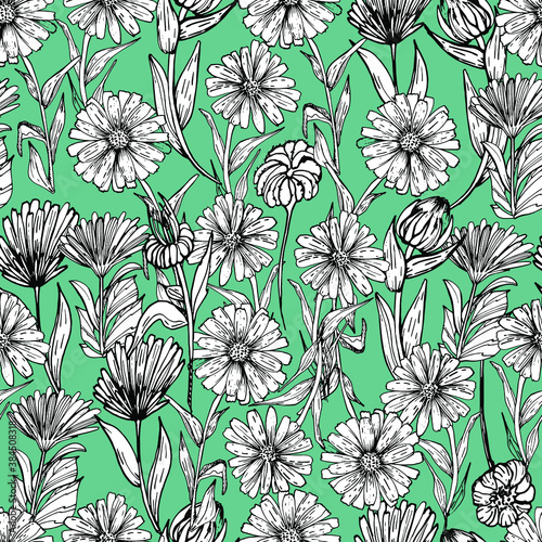 Seamless background with camomiles. Medicinal plants, white flower, chrysanthemums. Coloring. Hand-drawn graphics for children and adults. For textiles, wallpaper, design paper. Stock graphics Isolate