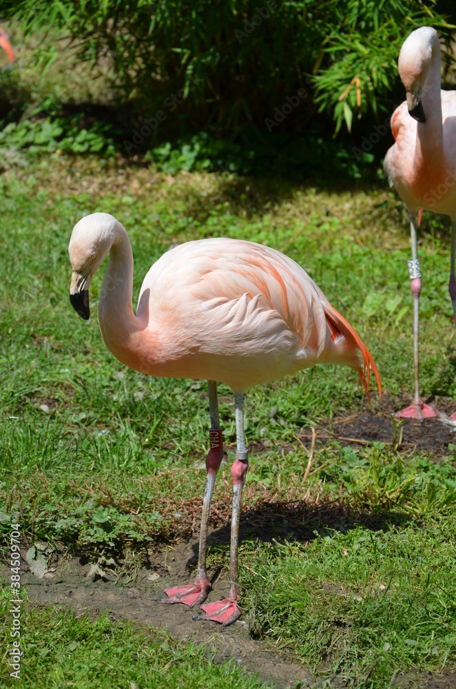 Beautiful group of flamingos with their long necks