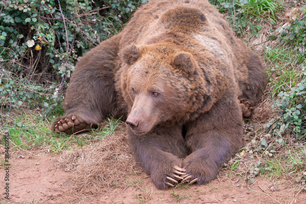 portrait of brown bear lying on the ground portrait of brown bear lying on the ground