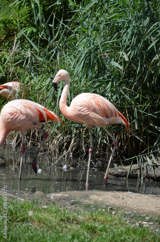 Beautiful group of flamingos with their long necks Beautiful group of flamingos with their long necks