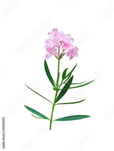 Nature pink nerium oleander flower with green leaf and stalk isolated on white background , clipping path