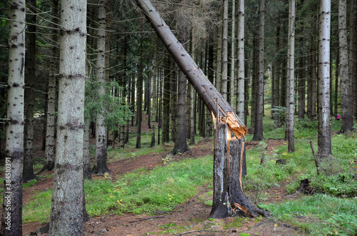 Deforestation due to bark beetle calamity, natural woodpecker protection has failed and mining machines must board harvesters and saws. mark trees that are sick. piles of logs must be covered with net photo