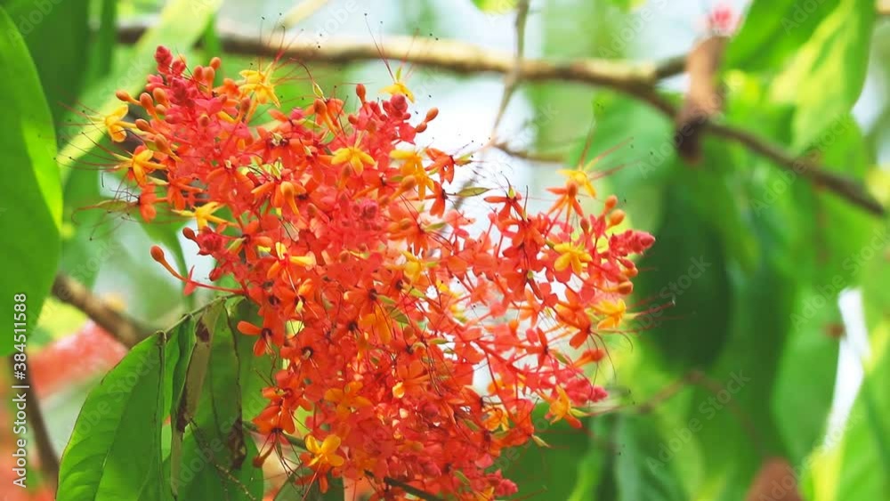 Asoka or Saraca or Sorrowless tree bouquet red flowers moving and blur garden. These flowers are eaten as a phlegm nourishing element, used as cough medicine. Close-up. Ellipsis