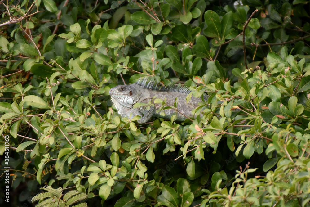 Green iguana in the Pantanal, Brazil Green iguana in the Pantanal, Brazil