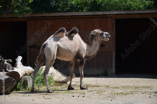 Side view of two humped camel standing in corral under sunlight at zoo photo