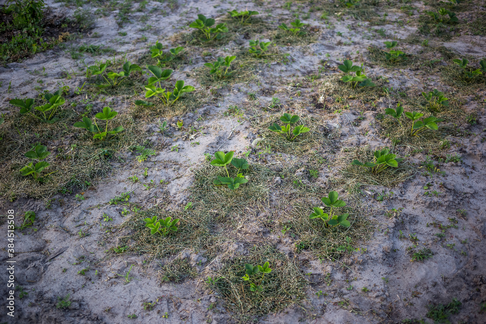 Strawberries mulching with grass in sandy soil at sunset. Strawberries mulching with grass in sandy soil at sunset.
