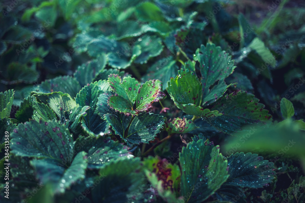 Infection of strawberry leaves with fungus. Strawberry disease - brown and red spots. Infection of strawberry leaves with fungus. Strawberry disease - brown and red spots.