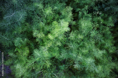 Fresh green young dill in the garden at sunset