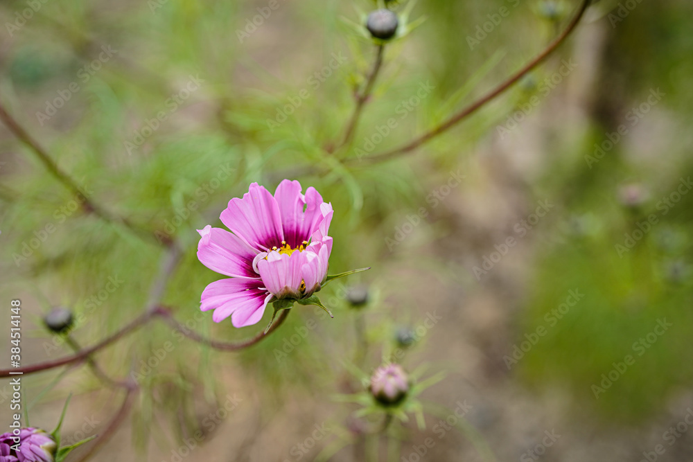 Beautiful pink cosmos flower blowing in the wind. Beautiful pink cosmos flower blowing in the wind.