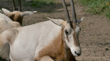 The scimitar oryx, scimitar-horned oryx (Oryx dammah) Sahara oryx.