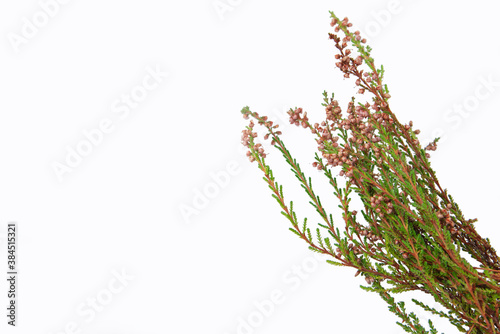 heather leaves isolated on white background