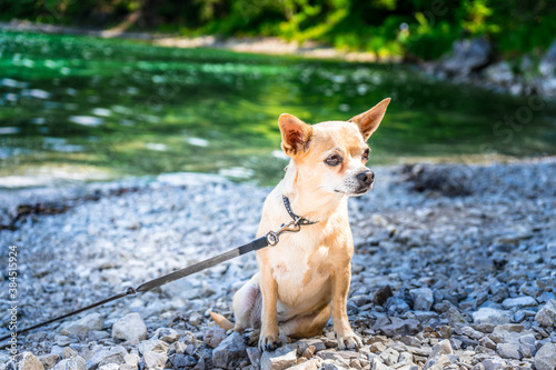 Leila der Chihuahua am Ufer eines bayerischen Sees in Deutschland © Sharidan