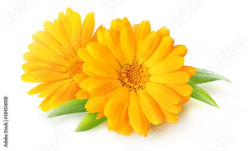 Two calendula blossoms  marigold flowers  isolated on white background
