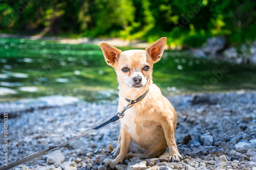 Leila der Chihuahua am Ufer eines bayerischen Sees in Deutschland