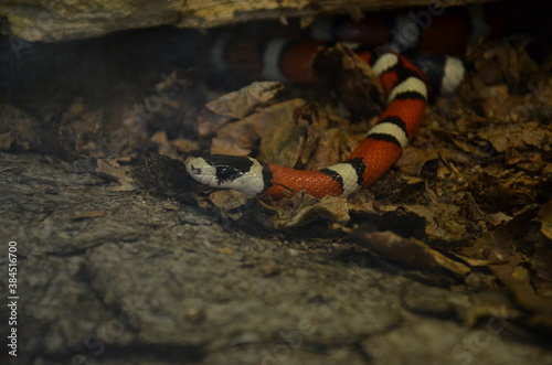 Lampropeltis triangulum sinaloe in the zoo photo