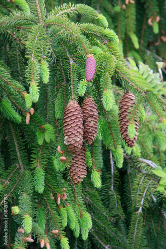 Spruce cones, Thuringia, Germany, Europe
