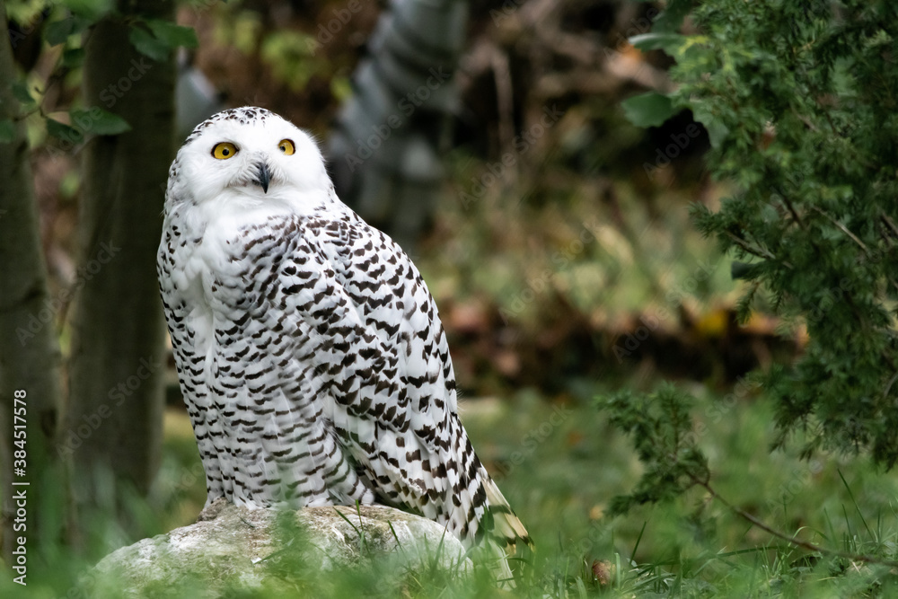 Schnee-Eule (Bubo scandiacus) sitzt auf einem Stein im Grass Schnee-Eule (Bubo scandiacus) sitzt auf einem Stein im Grass