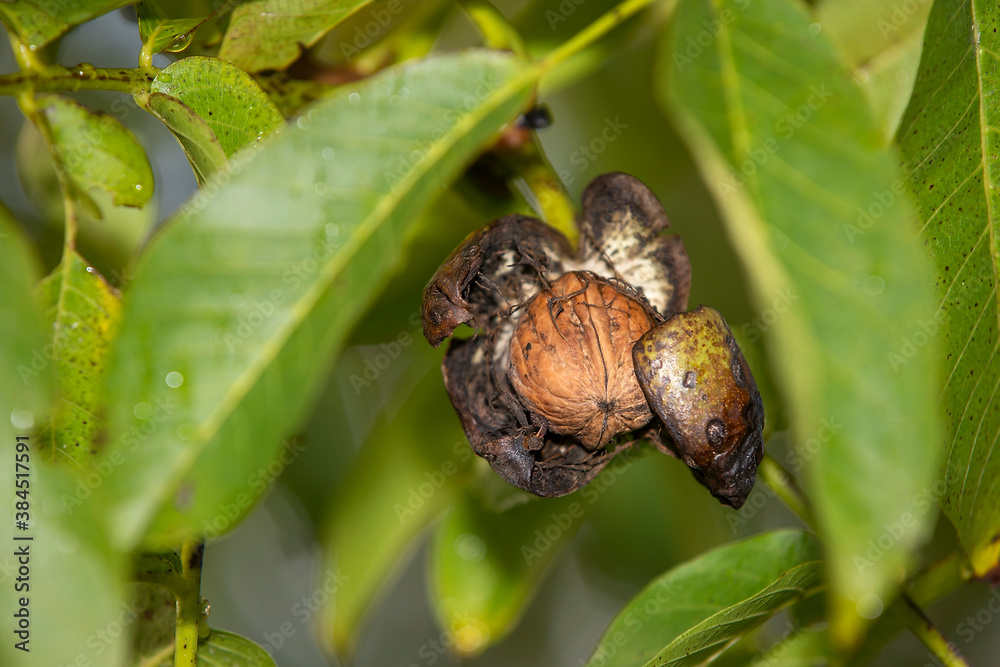 Walnut shell inside its green husk Walnut shell inside its green husk