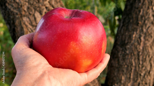 A woman hand holds a large red apple of one of the larges-tfruited varieties - Jumbo Pomme against a blurred background of garden trees with selective focus.