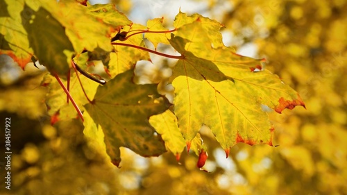 Autumn leaves. Natural seasonal colored background. Colorful foliage in the park.