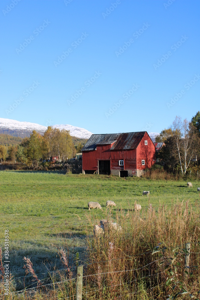 Fototapeta premium Lovely Barn with Sheep in Northern Norway 