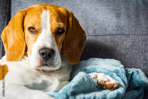 Beagle dog tired sleeps on a cozy sofa in bright room © Przemyslaw Iciak