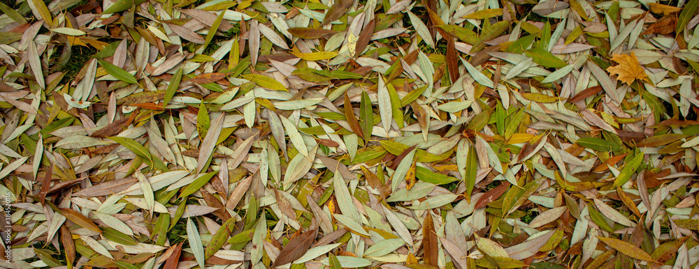 Colored leaves background. Autumn background. Colored leaves background. Autumn background.