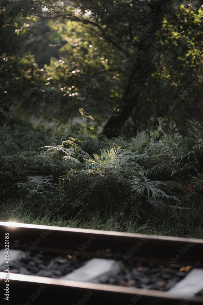 Fototapeta premium Details