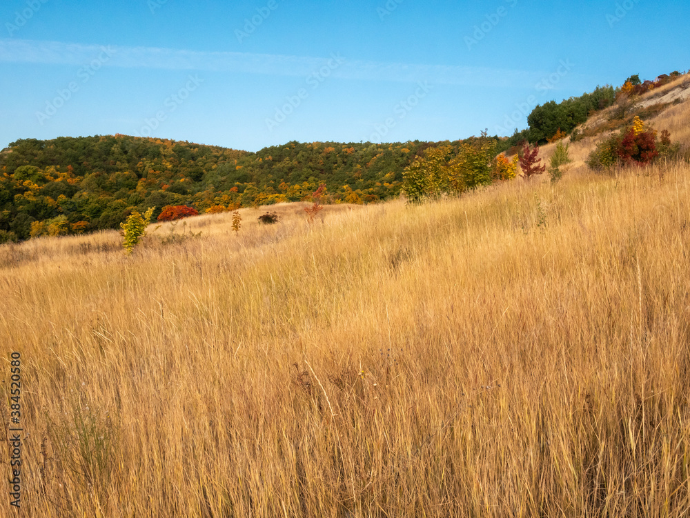Beautiful autumn landscape - a mountain slope with dry grass and wildflowers and a forest on a mountainside in the background